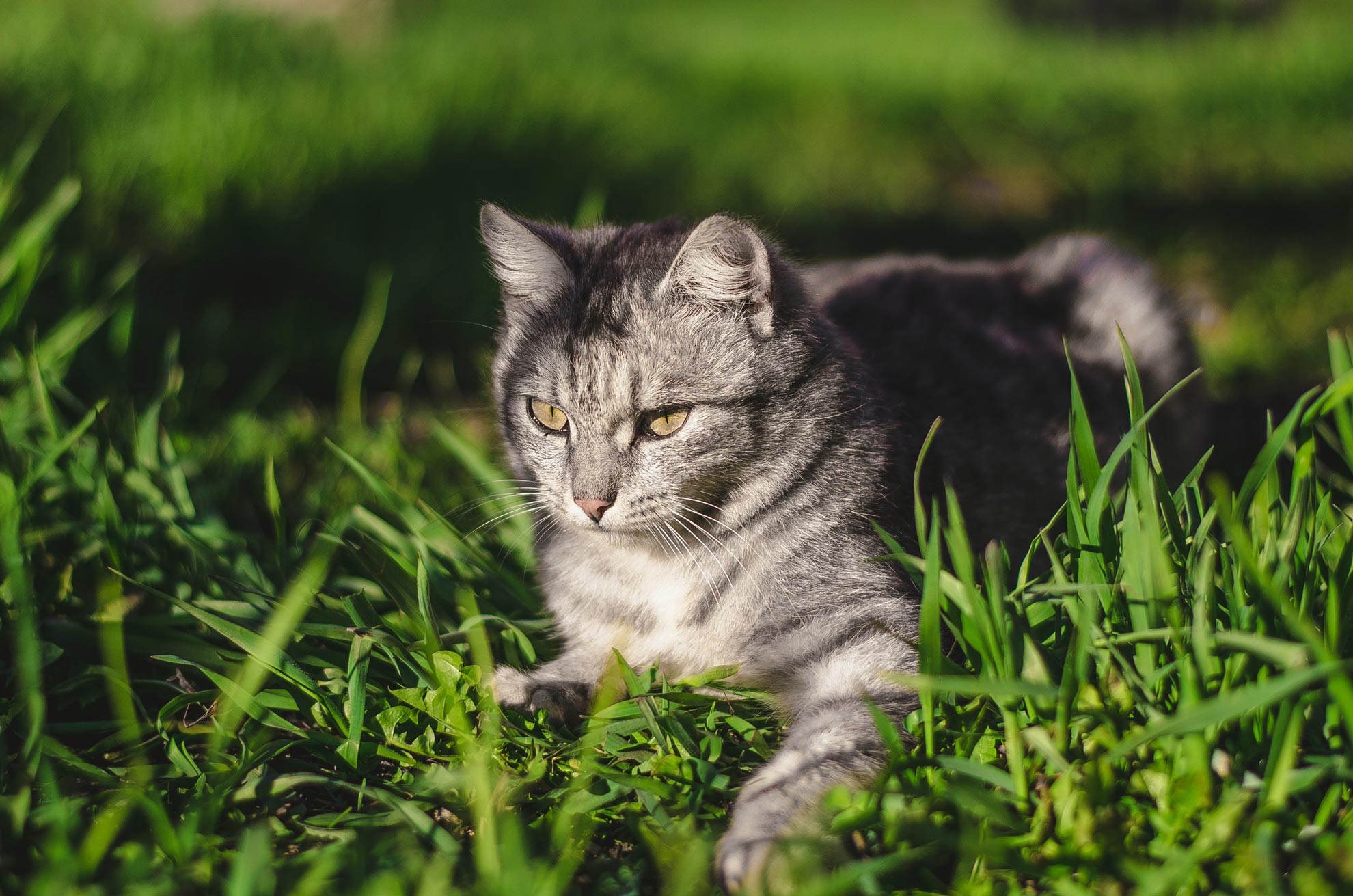 Ab Wann Alte Katze Einschläfern