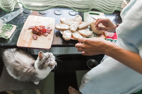 Katzenerziehung – Tipps: So Erziehst Du Deine Katze!