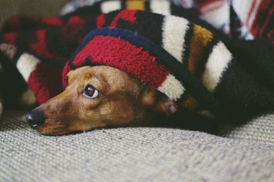 Hund im Winter Gesund durch die kalte Jahreszeit Die besten Tipps