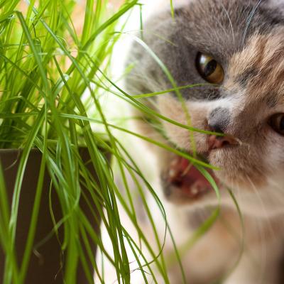 Die Richtige Katzenernahrung Green Petfood De